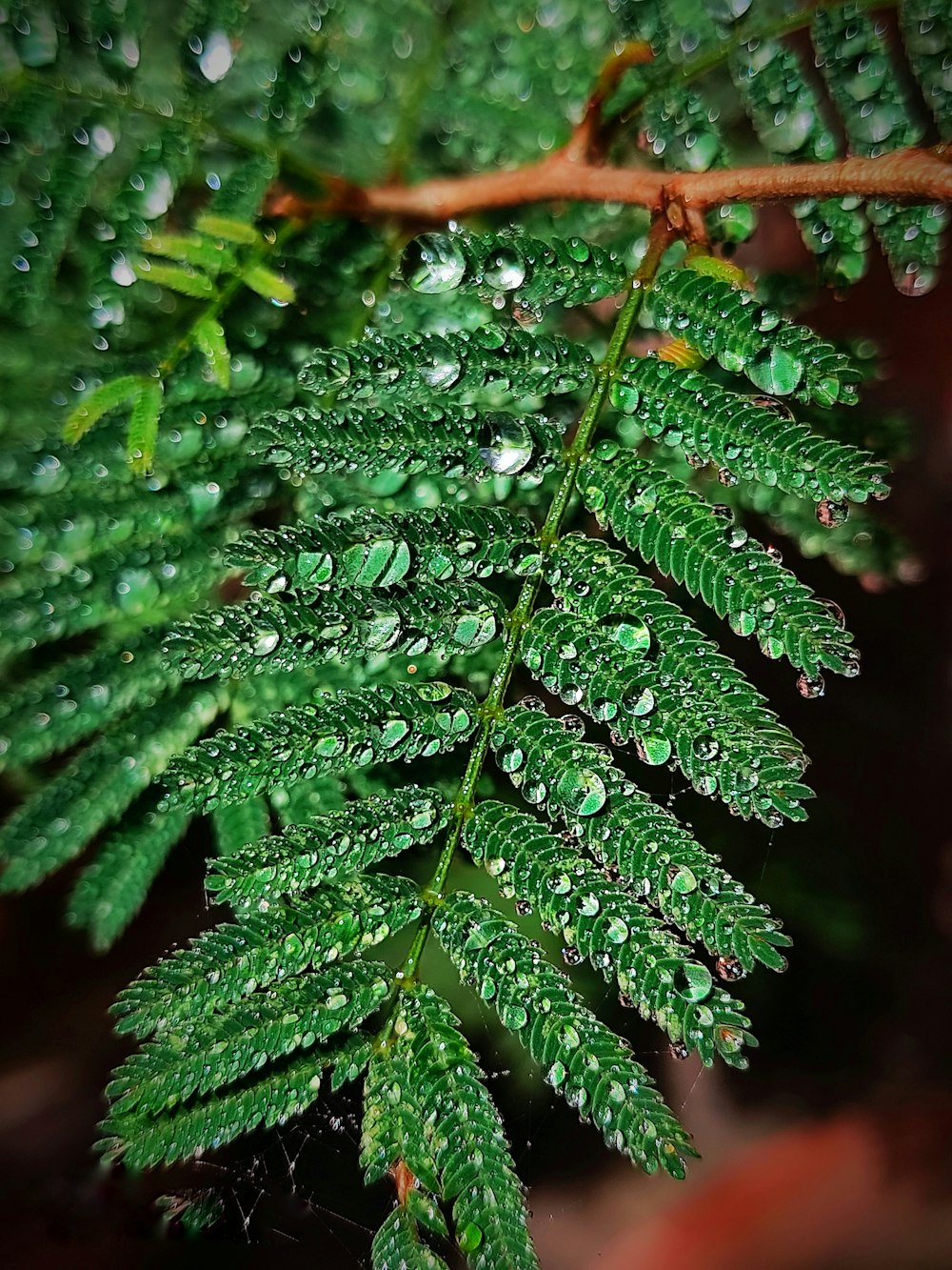 green leaf plant in close up photography