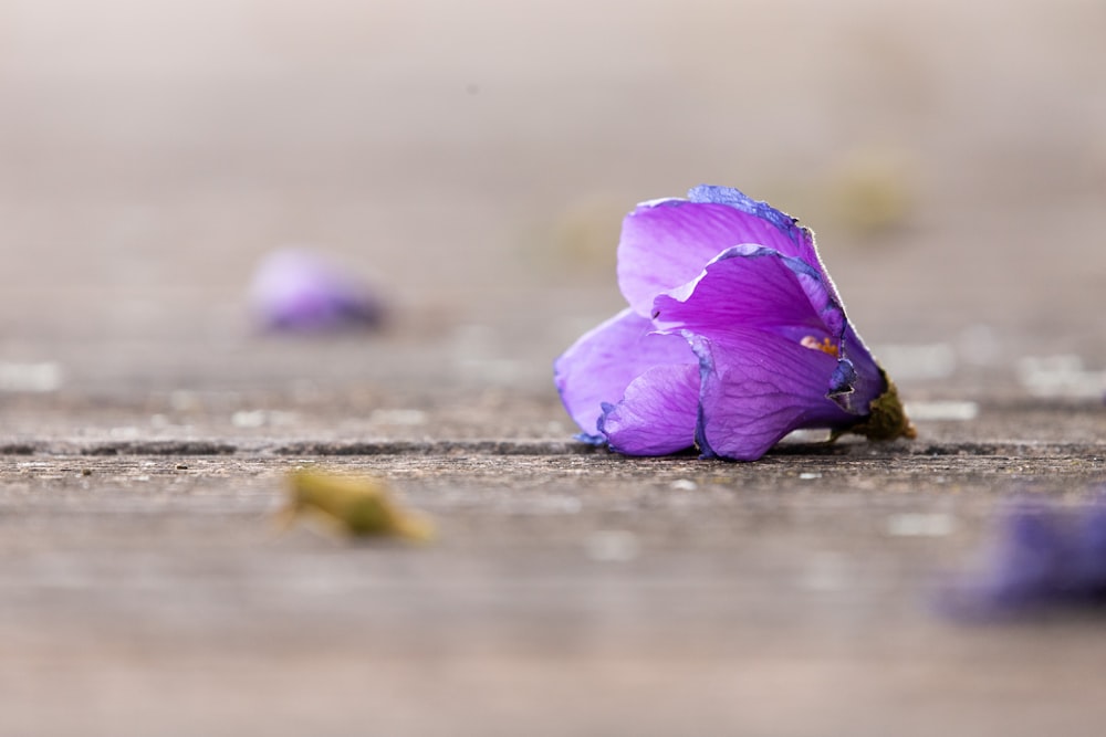 purple flower on gray sand