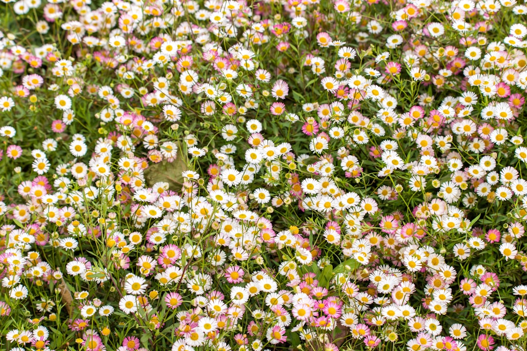 yellow and pink flower field during daytime