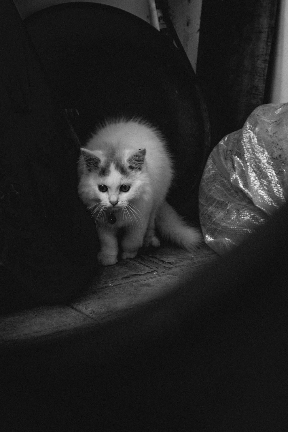 white cat on black textile