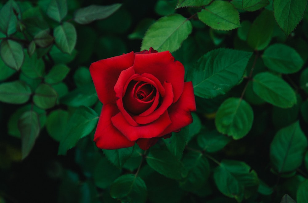 red rose in bloom during daytime