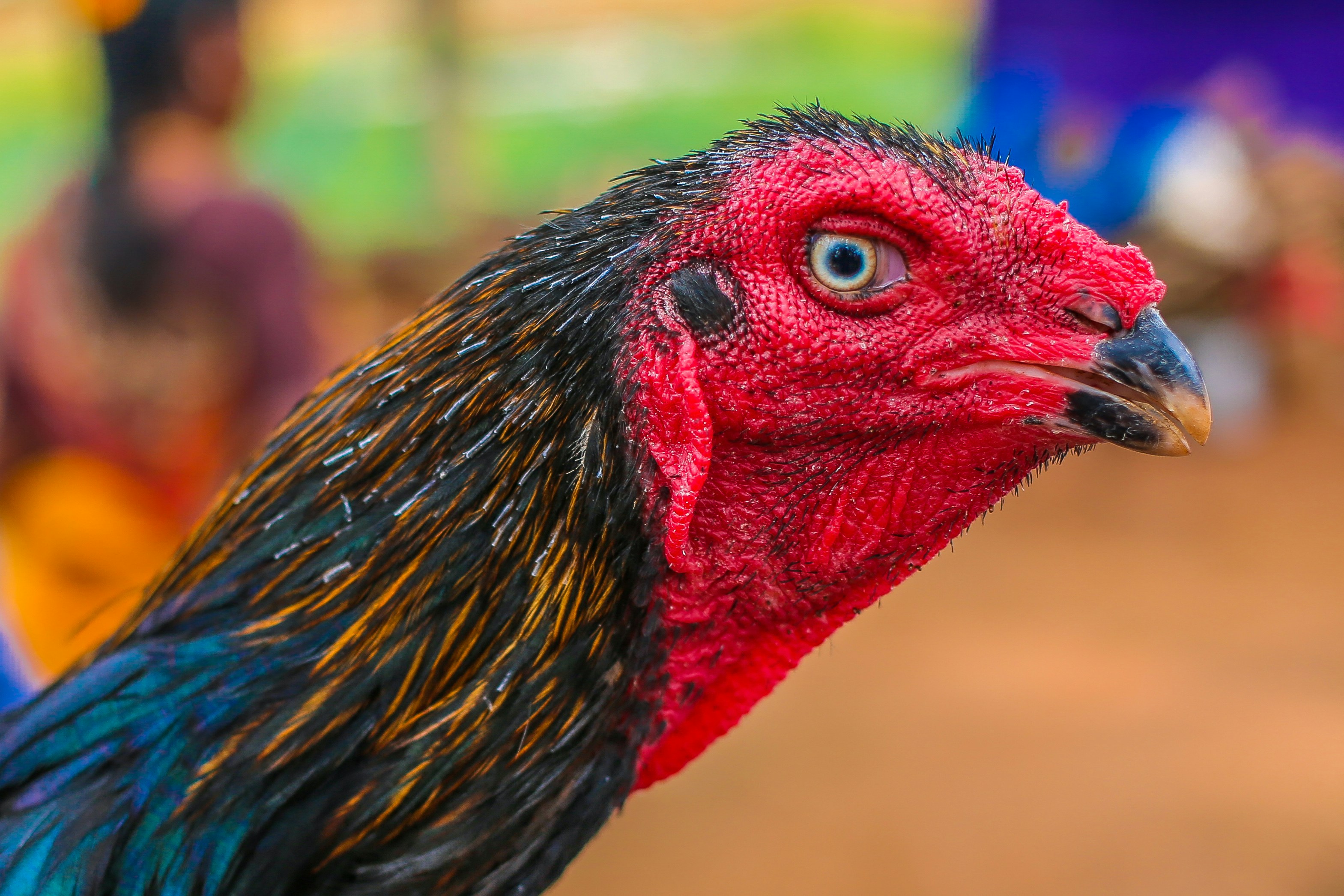 black and brown rooster in close up photography