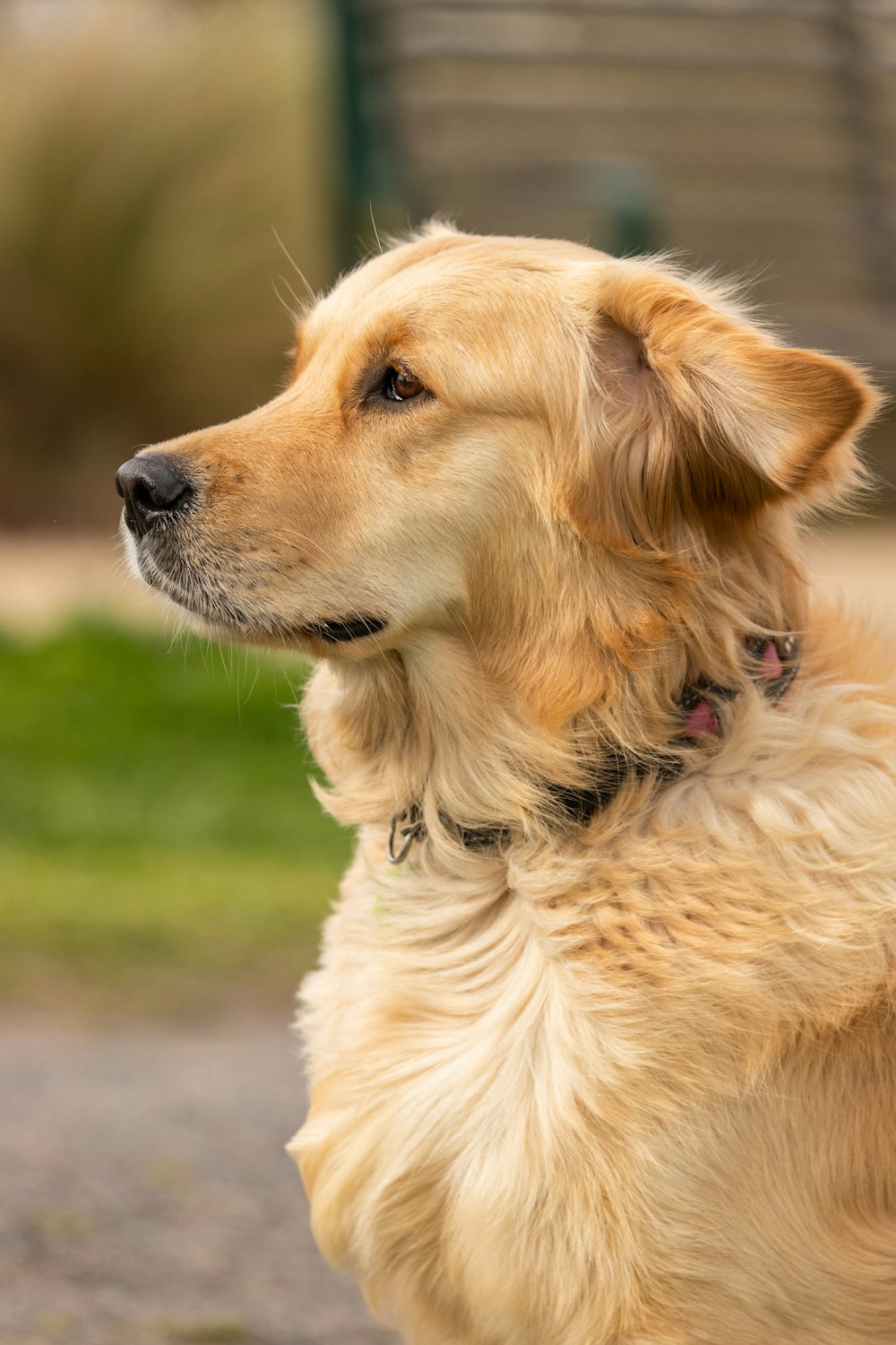 Golden Retriever avec collier noir