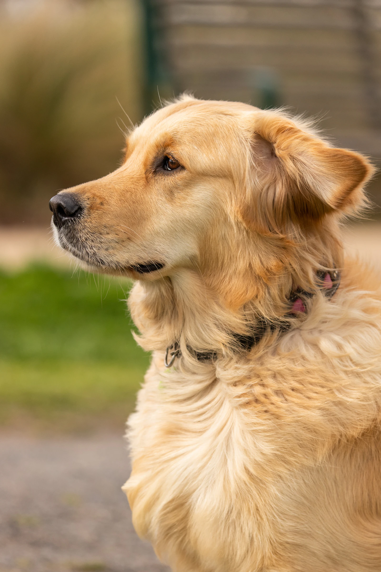 A calm golden retriever sitting in profile outdoors on a quiet path, looking off into the distance