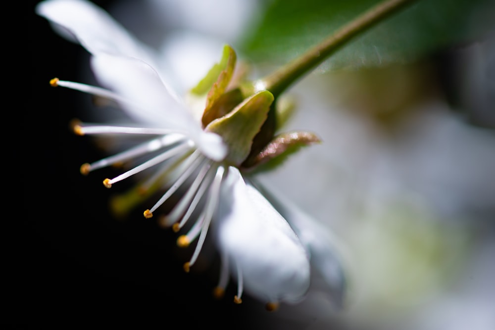 white and yellow flower in macro lens photography