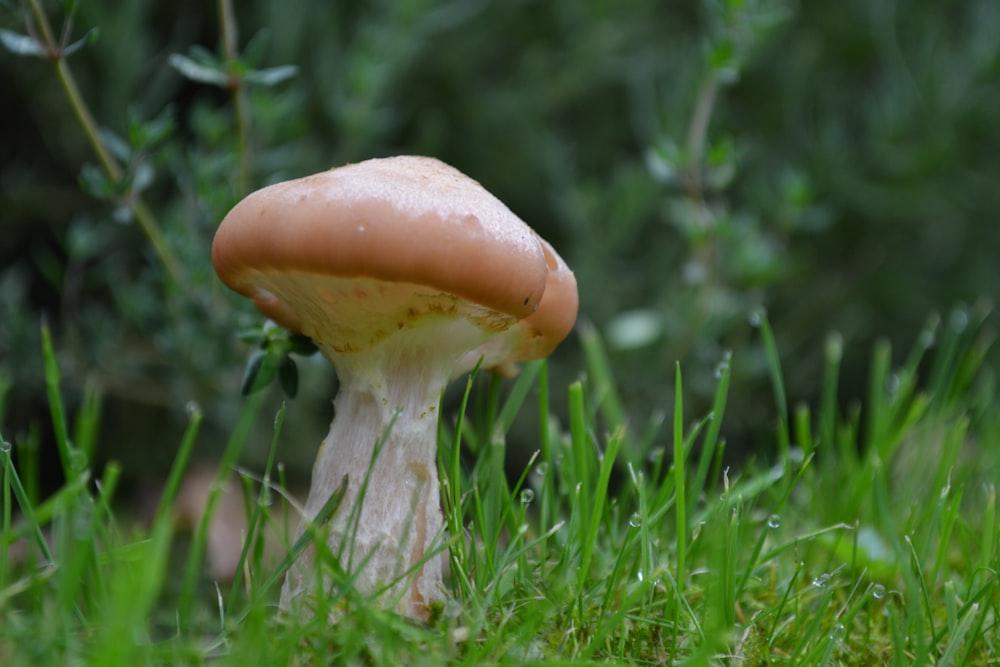 brown mushroom in green grass field during daytime