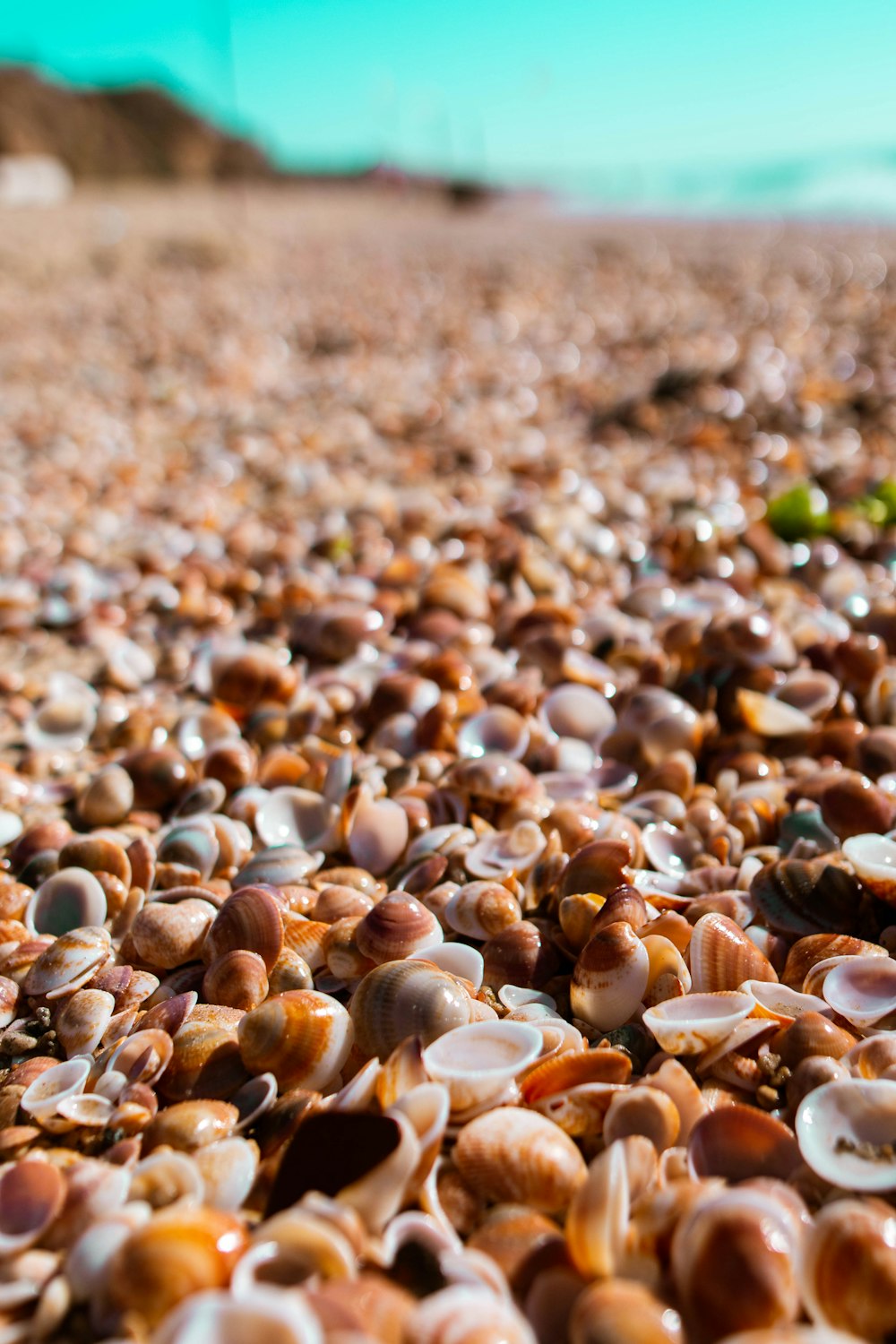 brown and white pebbles on brown sand during daytime