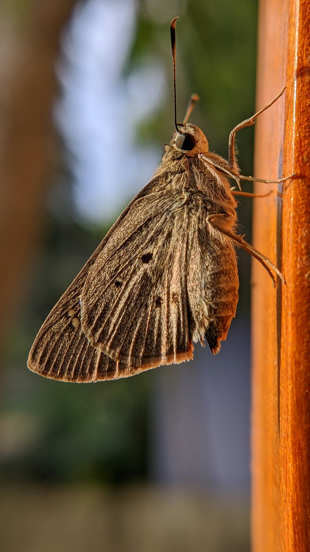 brown and white butterfly perched on brown wooden stick in close up photography during daytime