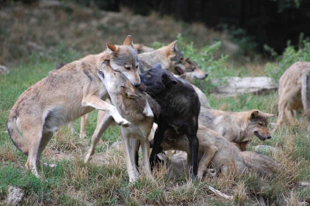 A pack of wolves is interacting playfully in a grassy area. The group appears to be engaged in social behavior, with some wolves standing and others lying on the ground. The scene captures a moment of dynamic interaction among the animals.