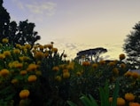 A beautiful image of ylang-ylang flowers in a garden.