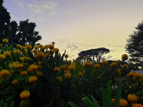 A beautiful image of ylang-ylang flowers in a garden.