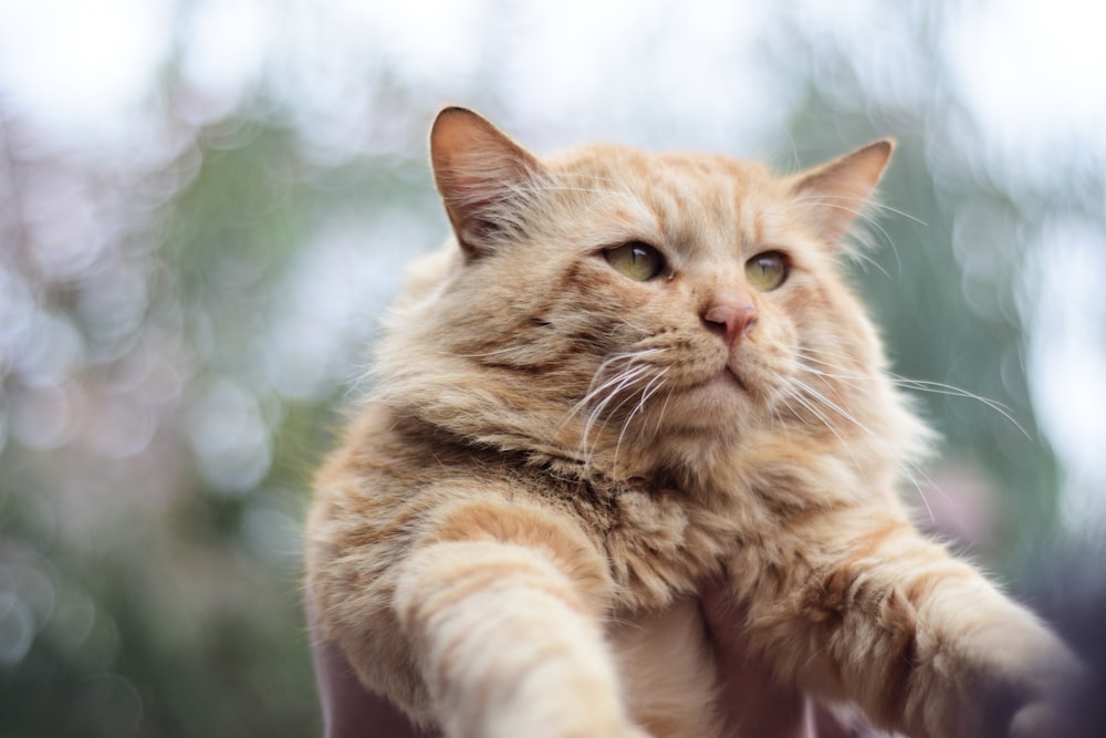 orange tabby cat on black surface