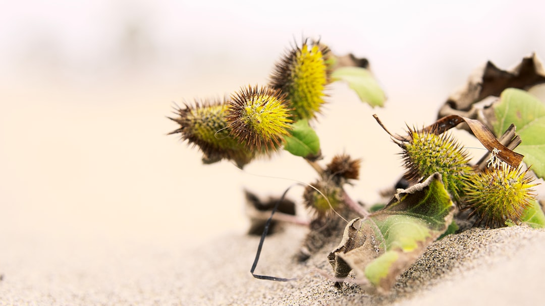 prickly cactus the RISE of the little helper 