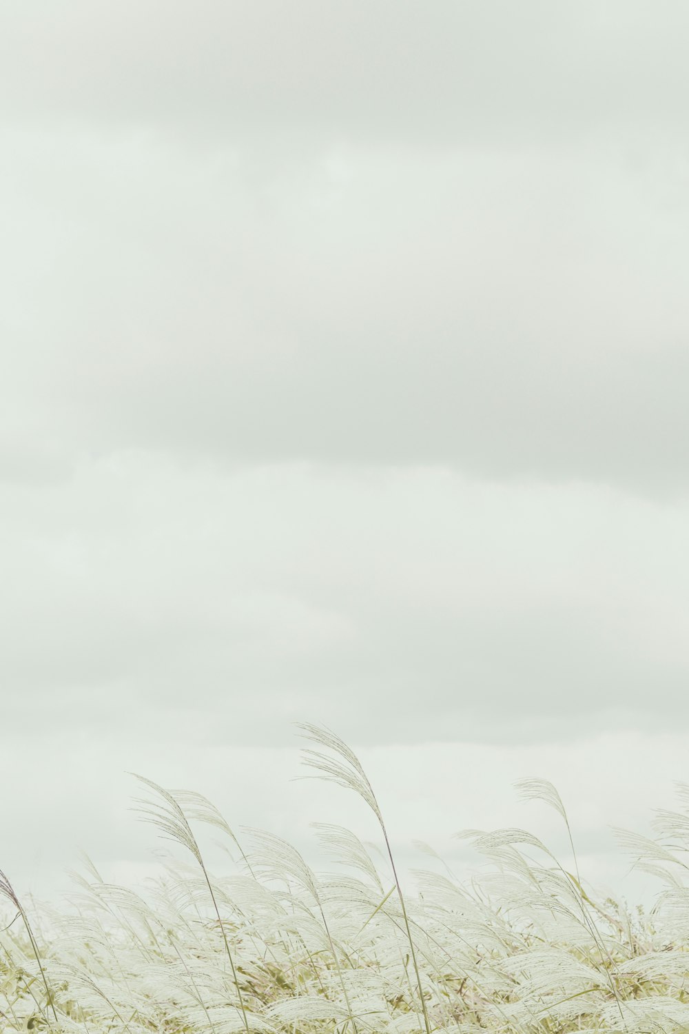 green grass under white clouds