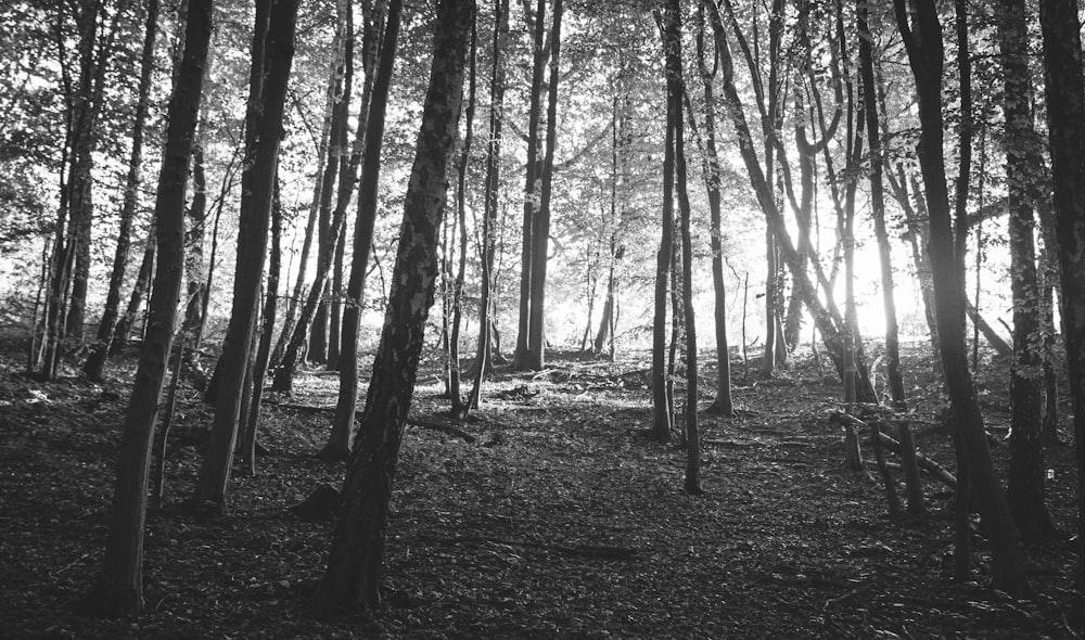 Foto en escala de grises de árboles en el bosque