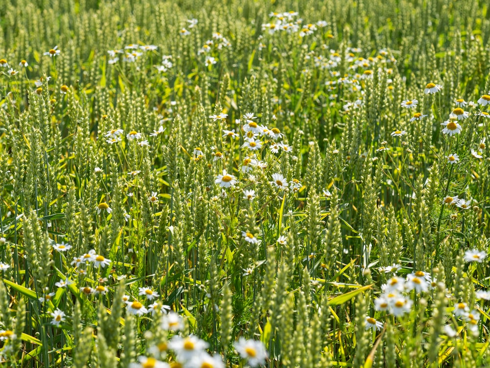 white and yellow flower field during daytime