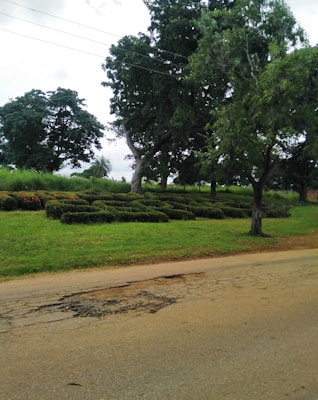 A landscape featuring a paved road with visible cracks in the foreground. On the left side of the road, there is a well-maintained green lawn with neatly trimmed bushes arranged in a decorative pattern. Tall trees with lush green foliage provide shade, and power lines run overhead. The sky is partially covered with clouds, creating a serene atmosphere.