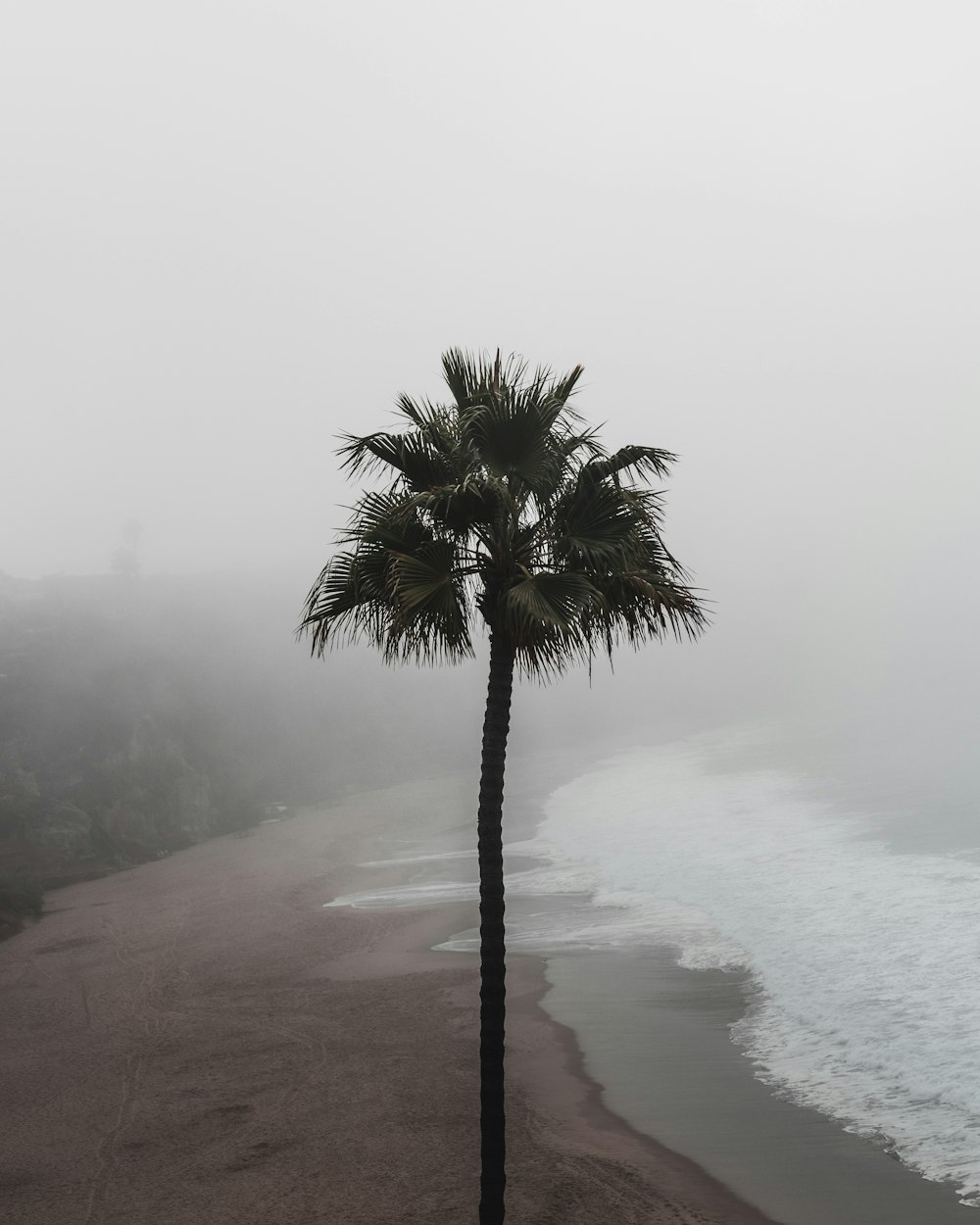 green palm tree on foggy weather