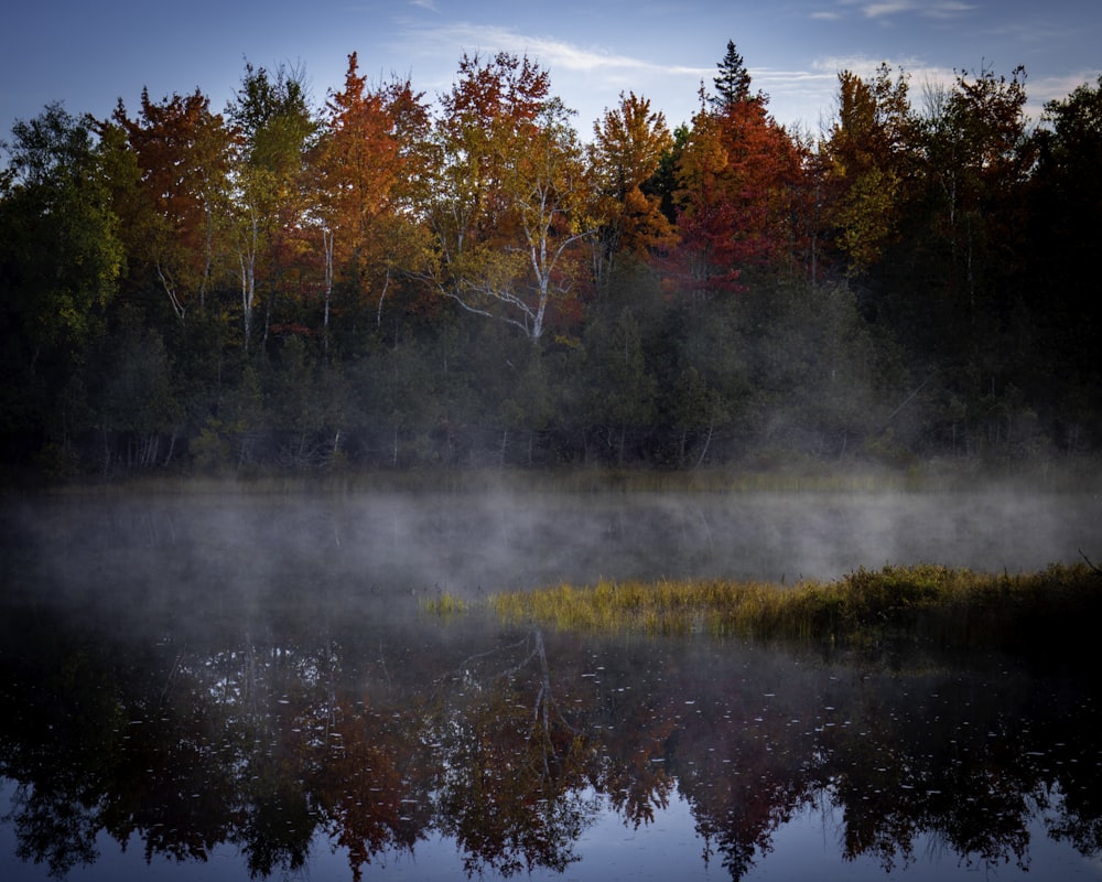 red and green trees beside river during daytime