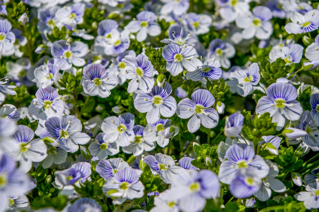 purple and white flowers in bloom during daytime