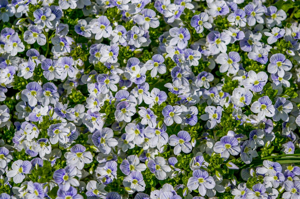 purple and white flowers during daytime