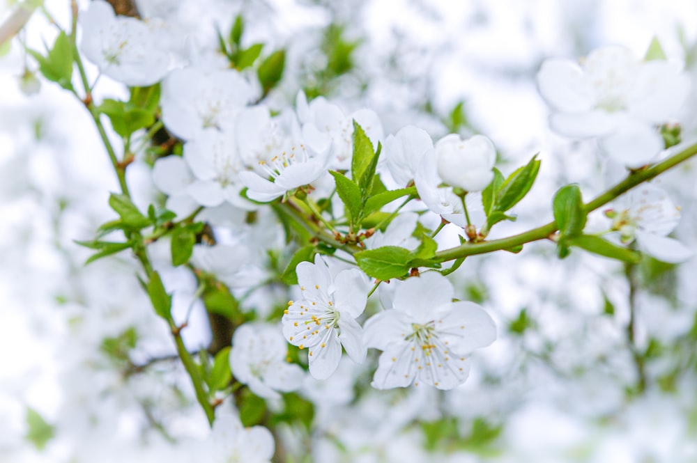 white cherry blossom in close up photography