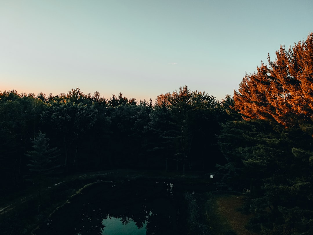 green trees near river during daytime