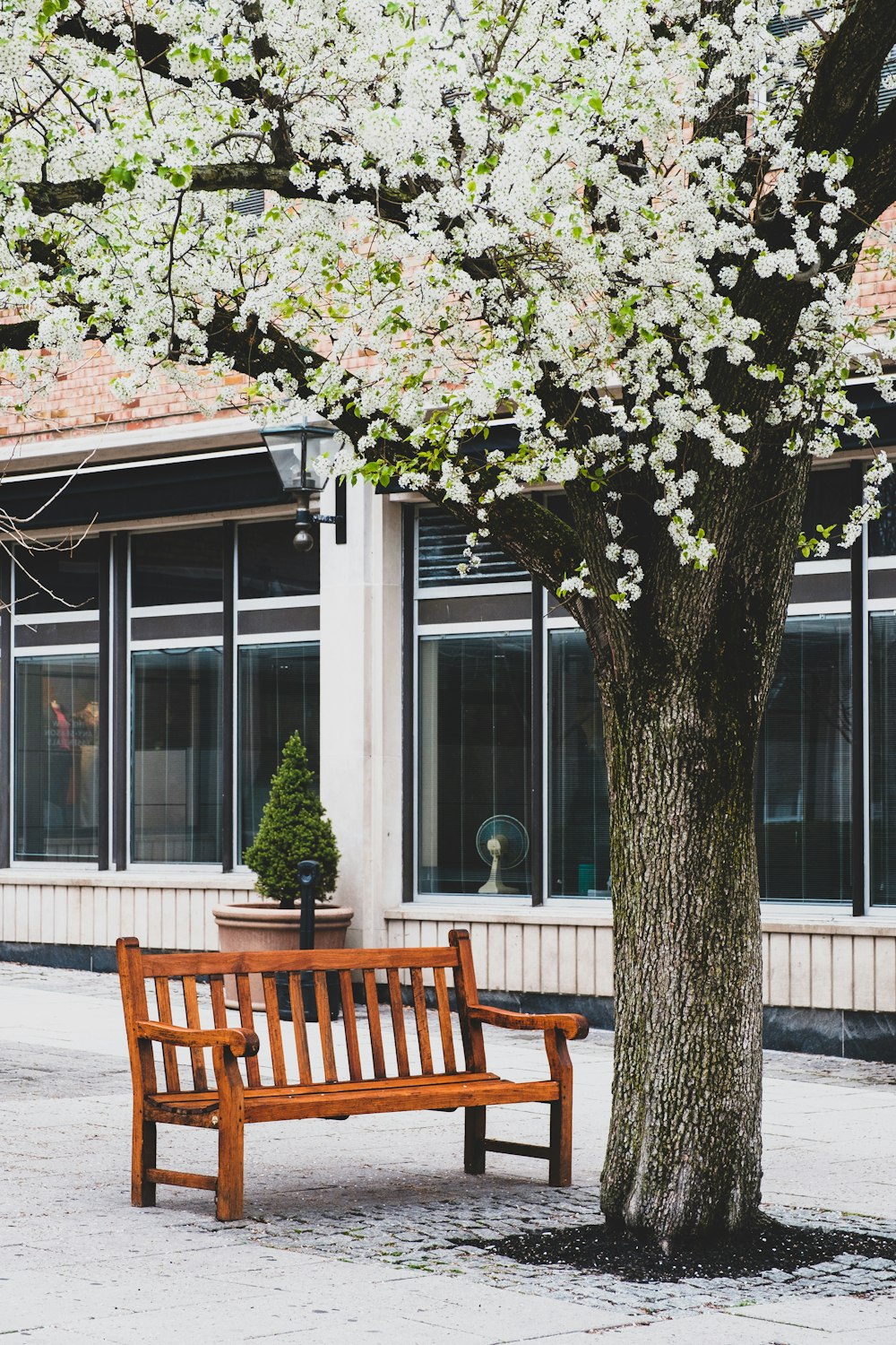 brown wooden bench near green tree during daytime