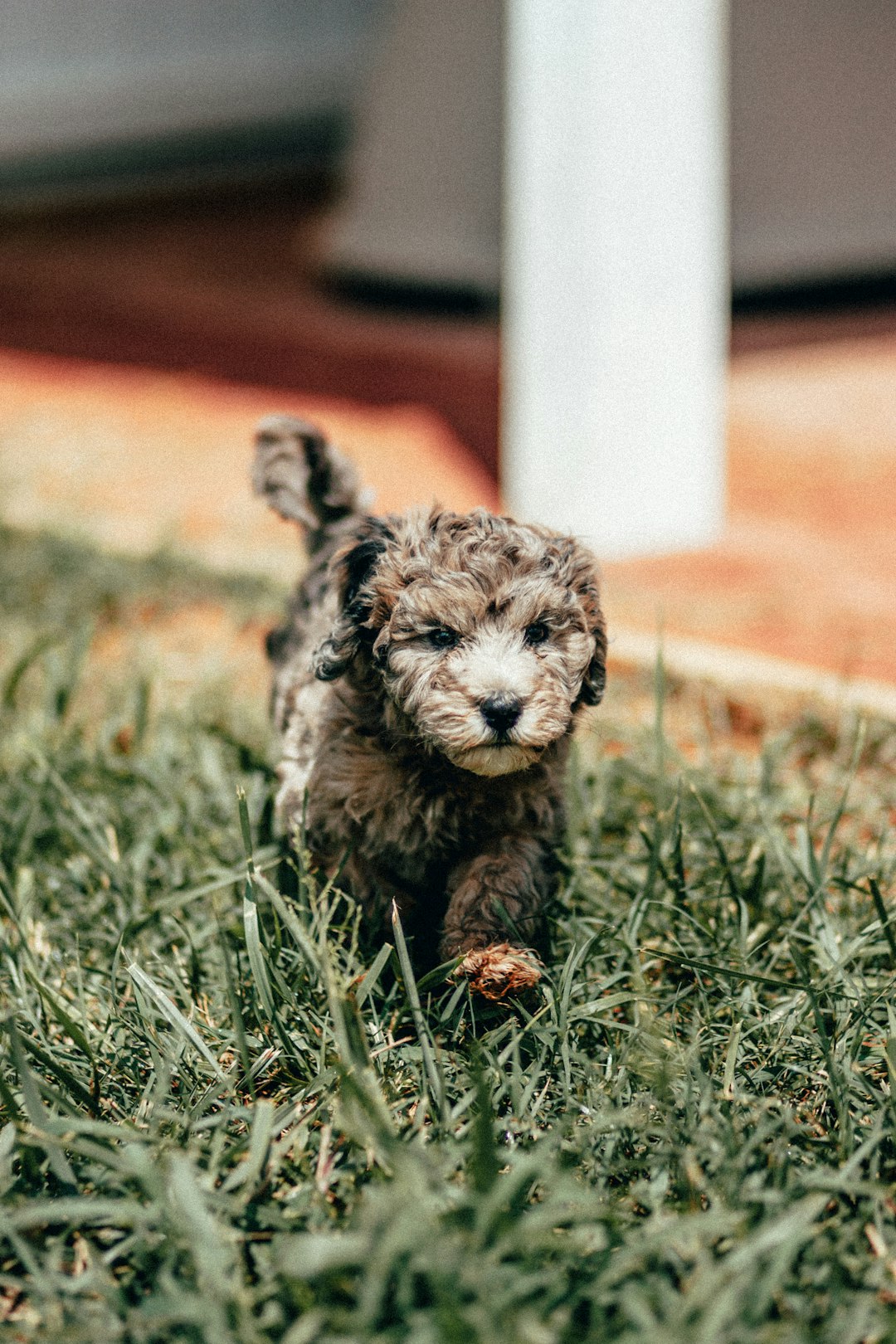 brown and white long coat small dog on green grass during daytime