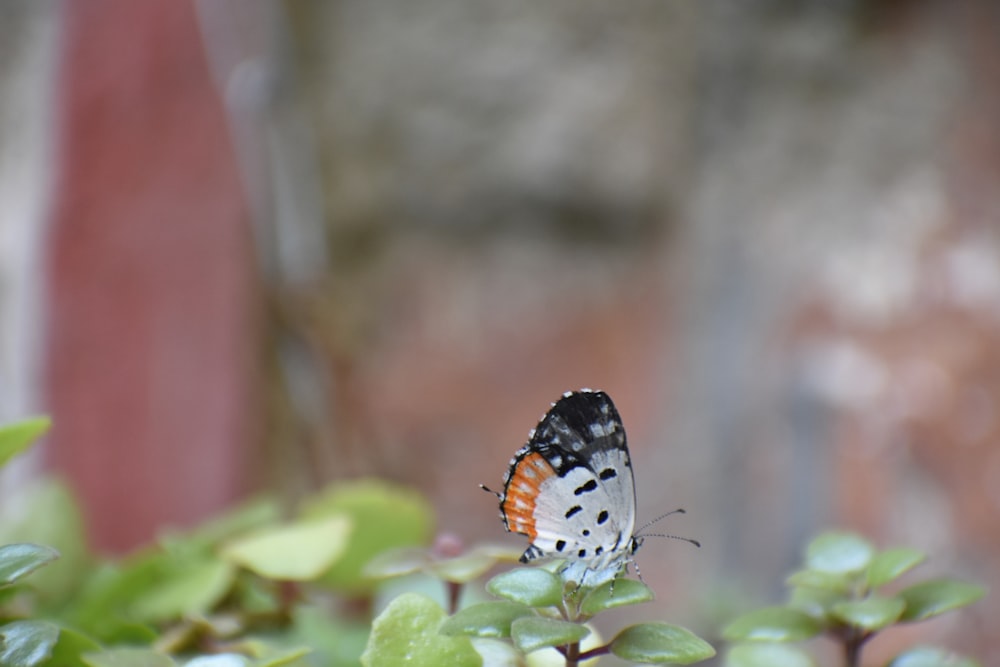 brown white and black butterfly on green plant
