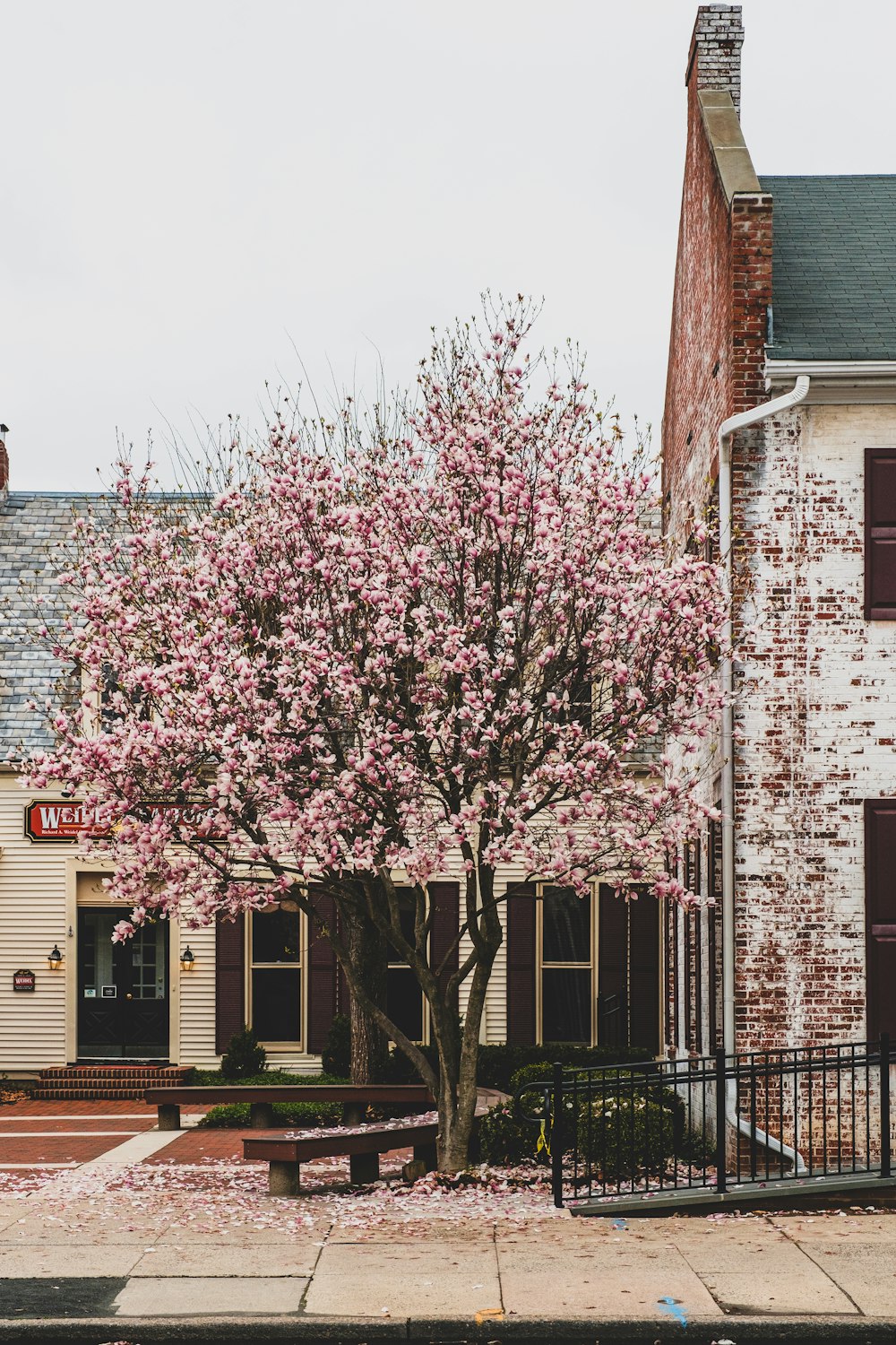 pink leaf tree near white concrete building during daytime