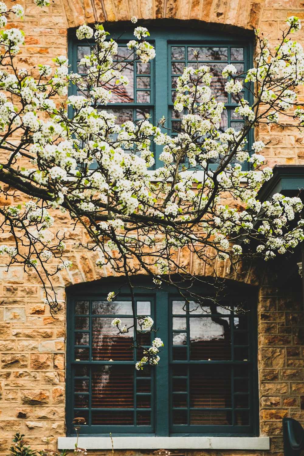 black wooden window frame near brown tree during daytime