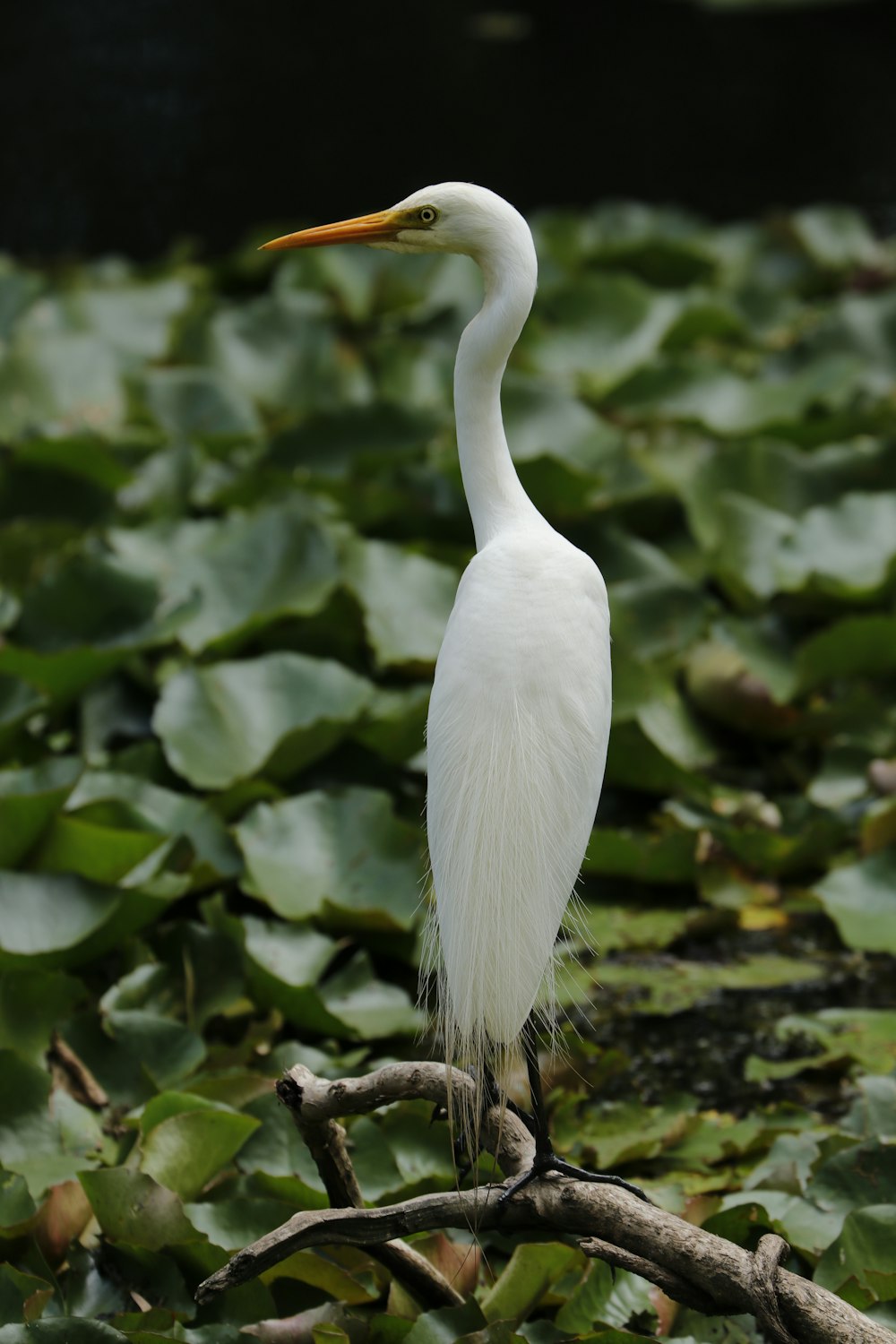 white bird on brown tree branch