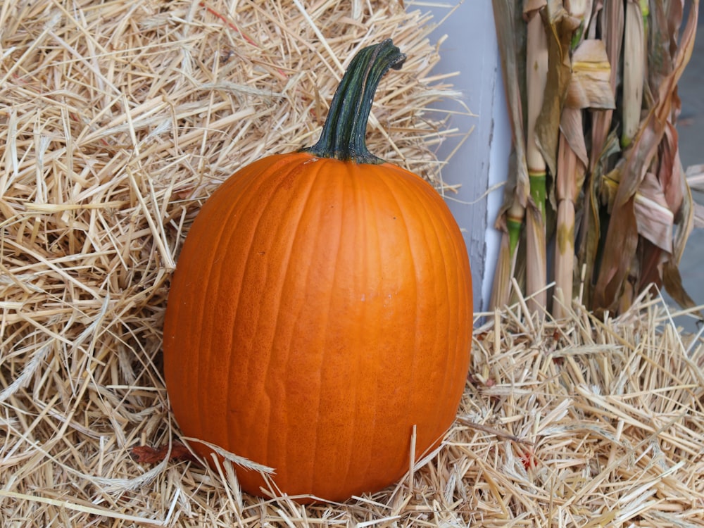 calabaza naranja sobre heno marrón