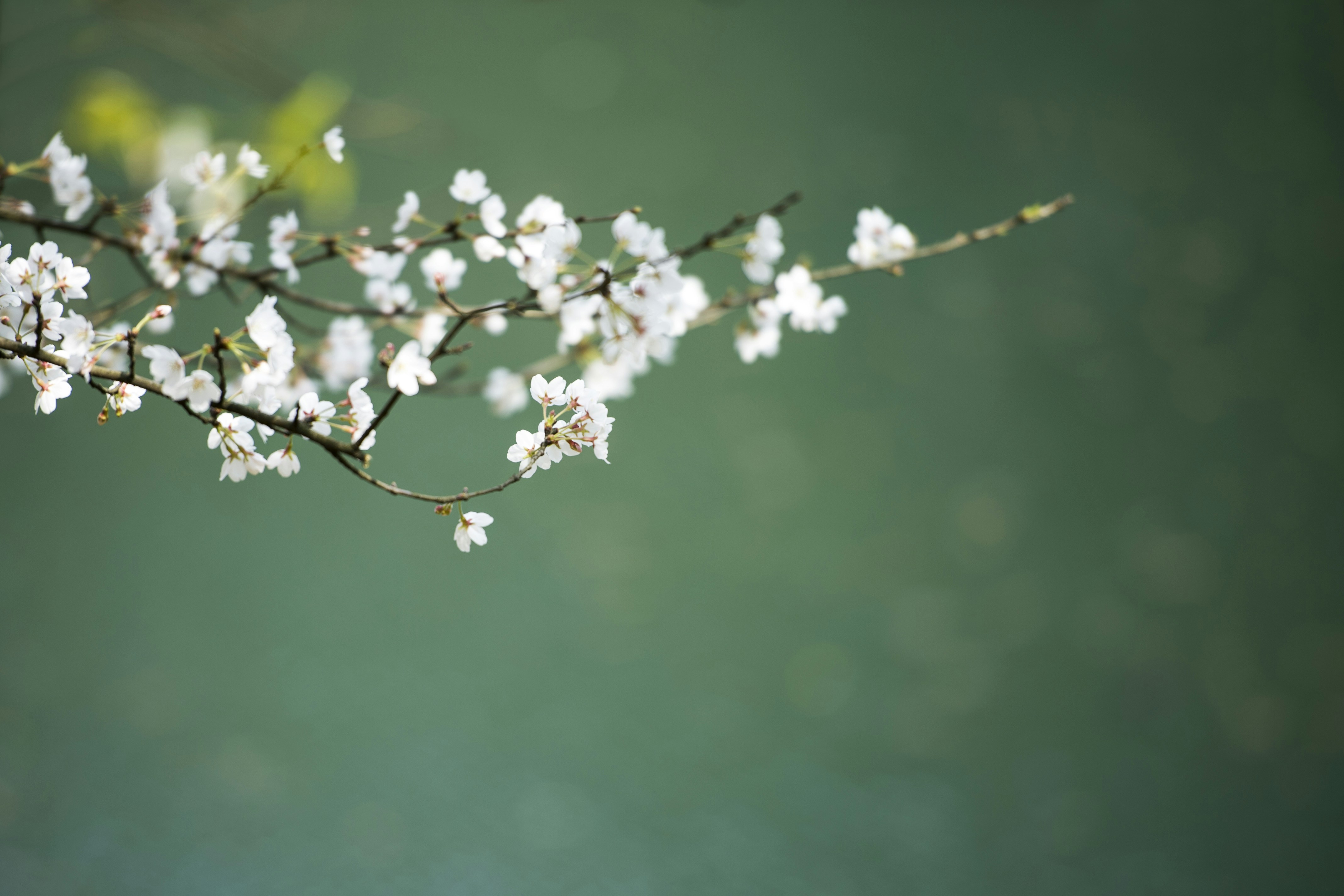 Photo by fan_world2020