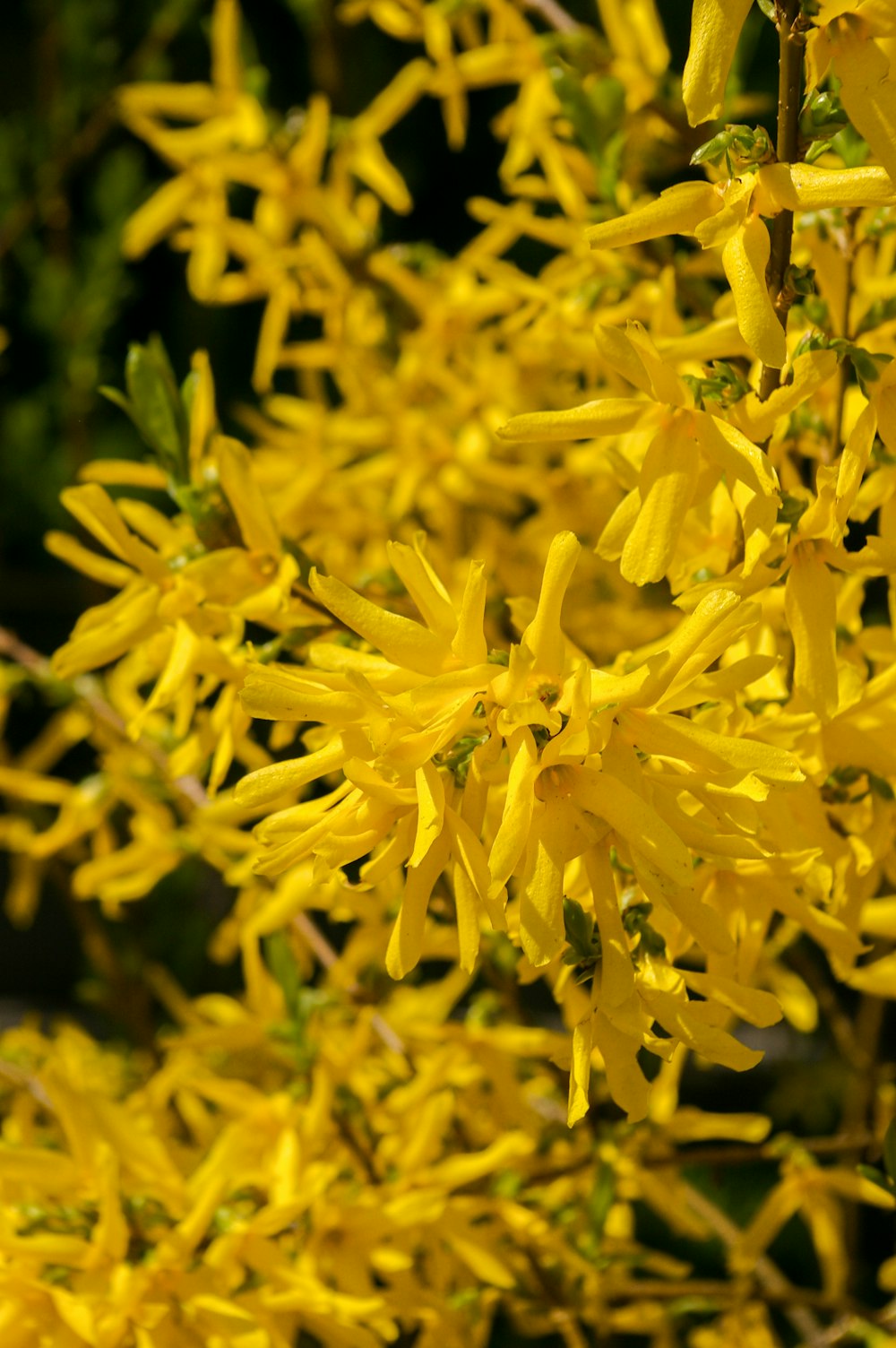 yellow flower in macro lens