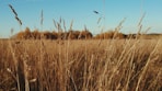 brown grass field under blue sky during daytime
