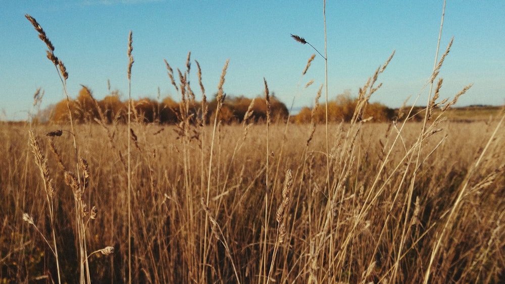 brown grass field under blue sky during daytime