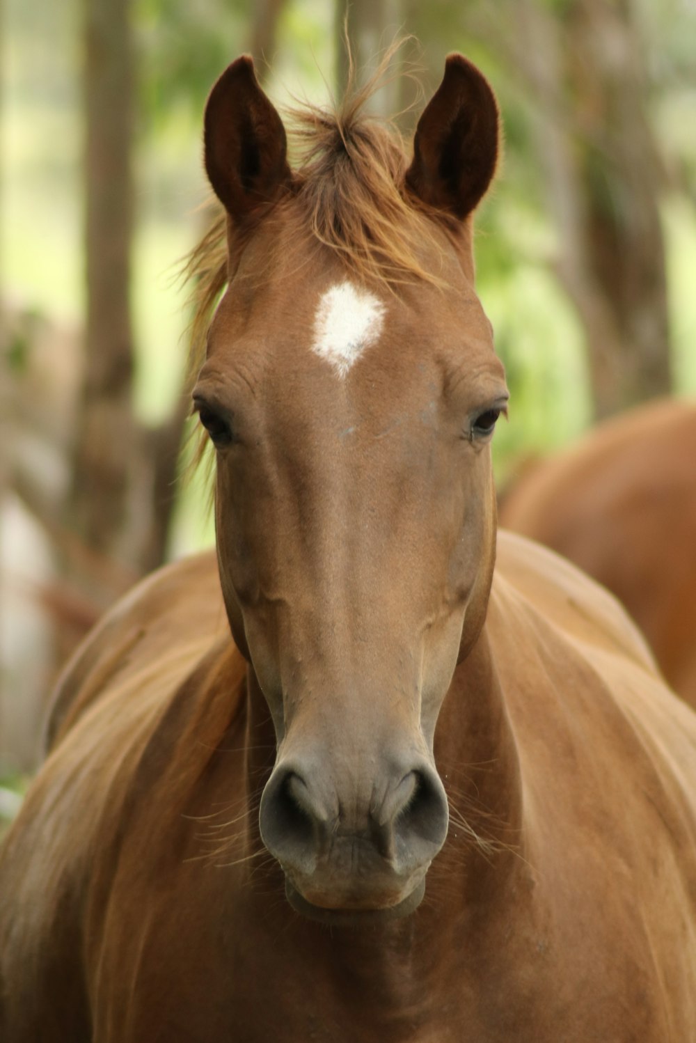 Cheval brun dans une lentille à bascule et décentrement