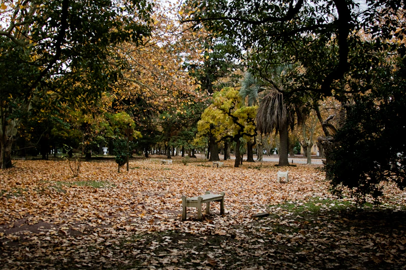Parque arbolado
