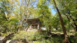 A traditional wooden pavilion is nestled among a dense, lush green forest. Tall trees with abundant foliage surround the structure, casting shadows on the ground. The pavilion features ornate, colorful woodworking and is elevated on a stone platform.