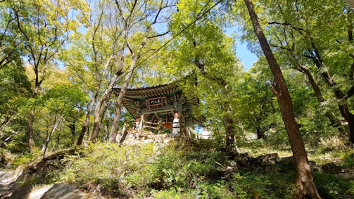 A traditional wooden pavilion is nestled among a dense, lush green forest. Tall trees with abundant foliage surround the structure, casting shadows on the ground. The pavilion features ornate, colorful woodworking and is elevated on a stone platform.