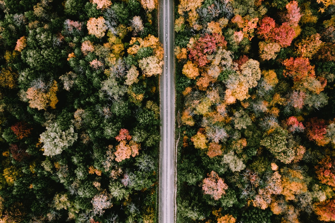 green and yellow leaf trees