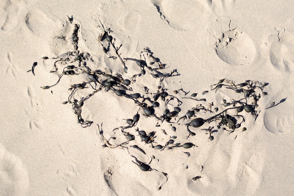 Empreintes de pieds d’animaux en noir et blanc sur sable blanc