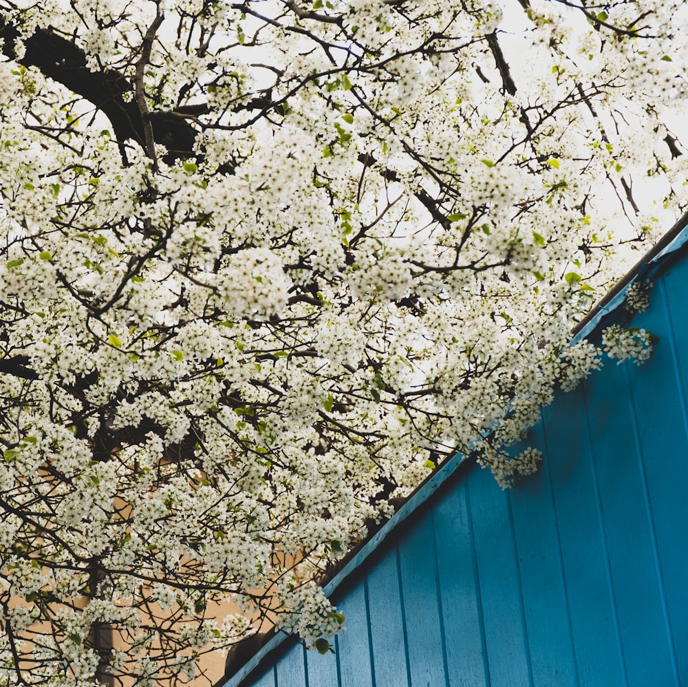 white and brown tree beside blue wooden wall