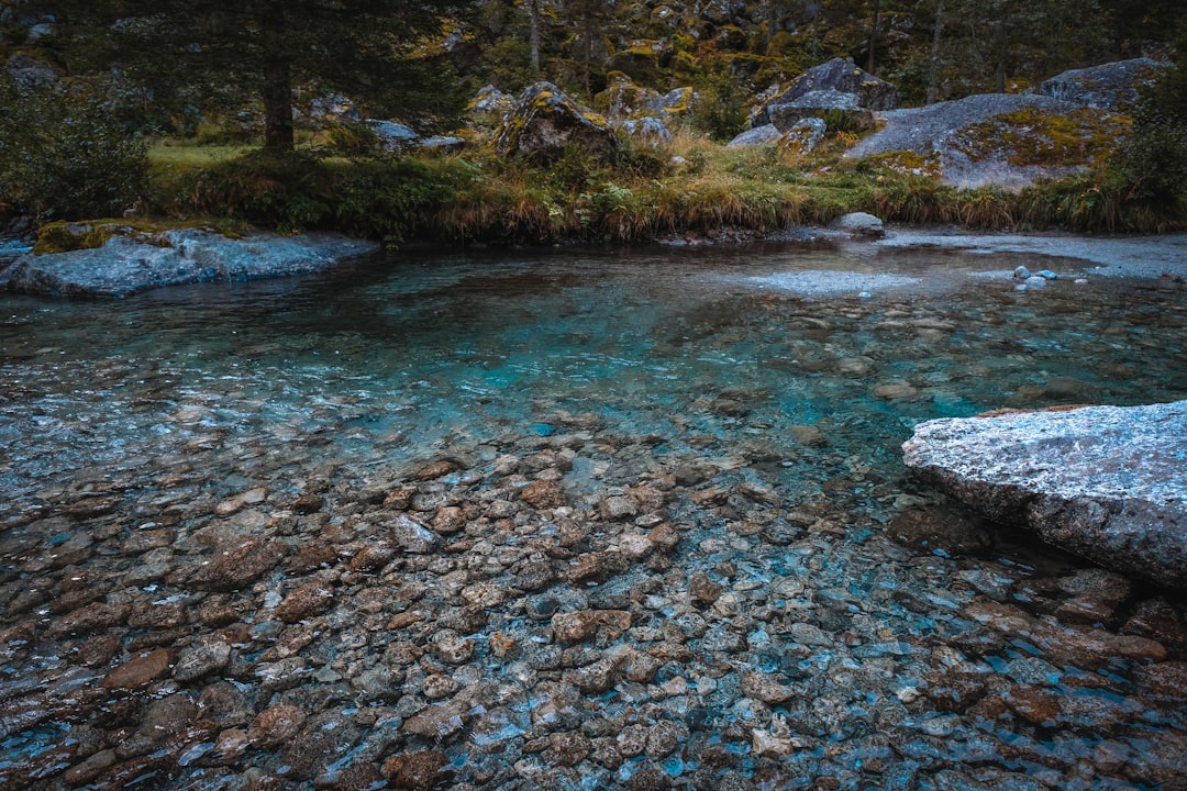 green trees beside river during daytime