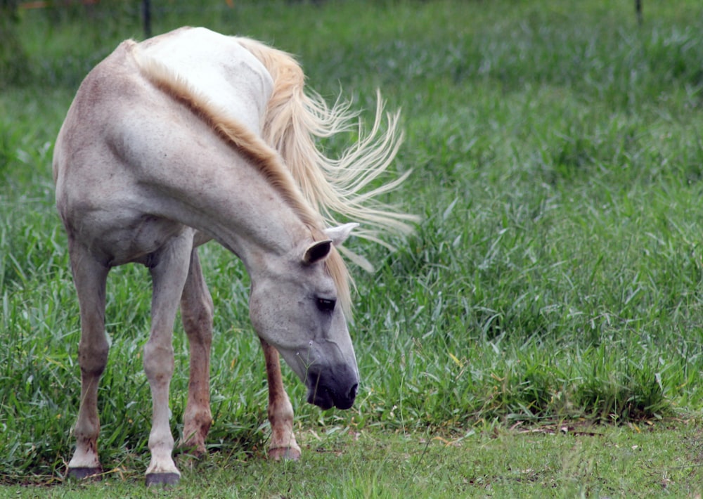 white horse on green grass field during daytime