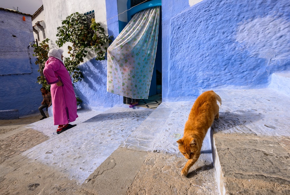 orange tabby cat on gray concrete floor