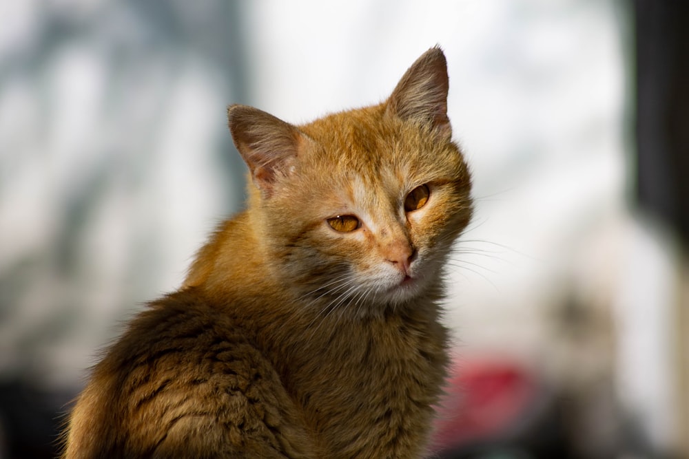 brown cat on snow covered ground