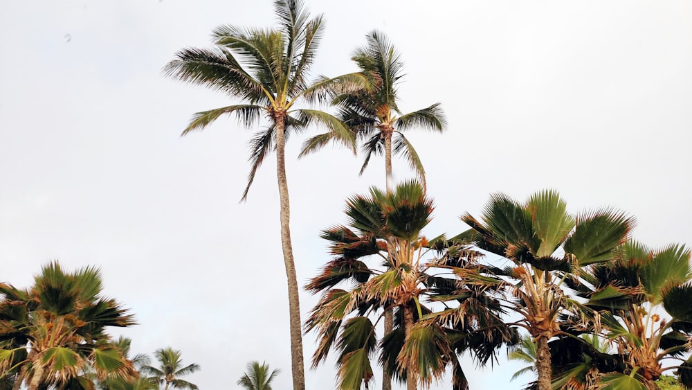 green palm tree under white sky during daytime